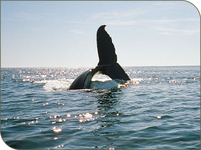 Une baleine dans la baie